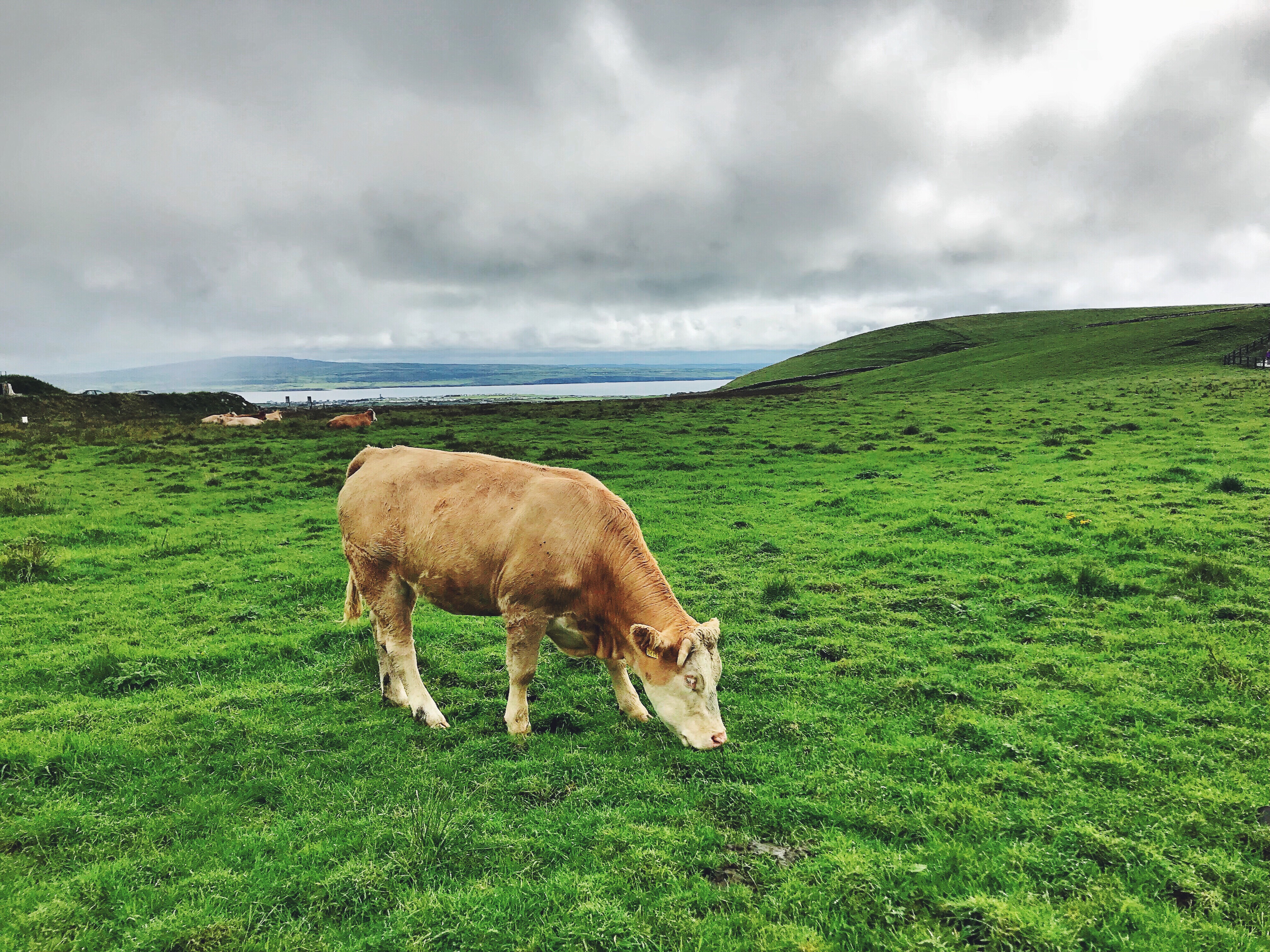 cliffs-of-moher-beautiful-ireland