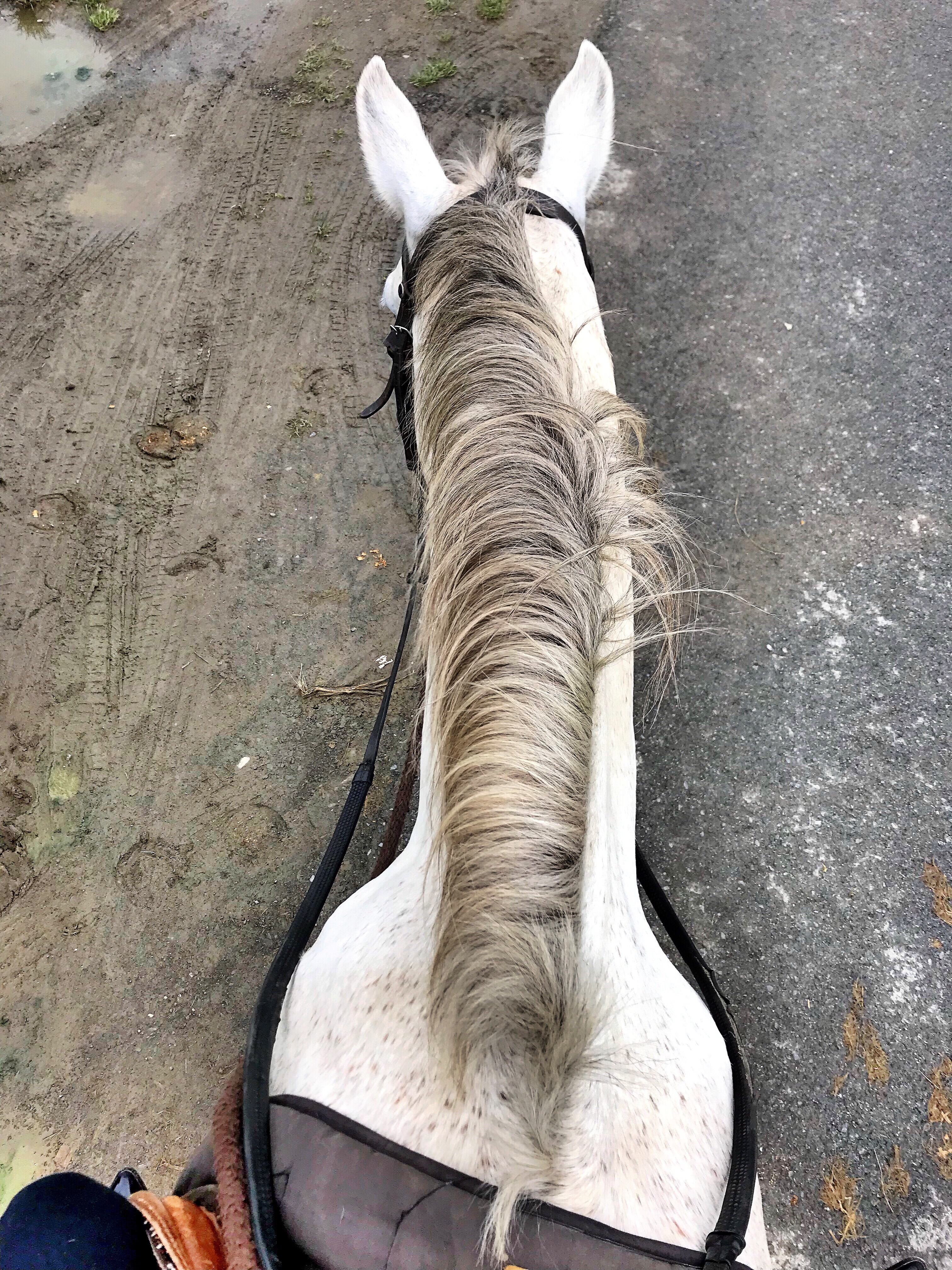 trump-hotel-doonbeg-horses-horseback-riding-beach